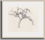 APPLE TREE   1976   charcoal   13½" x 17"